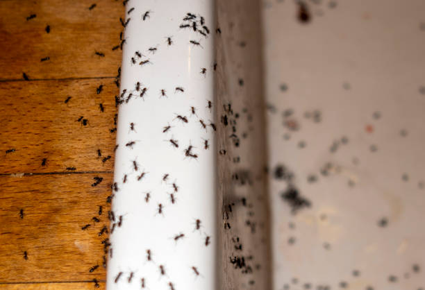 Insect Control in Penn Wynne, PA